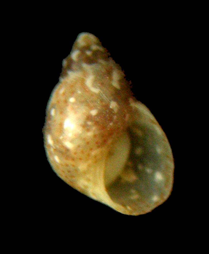 tricolia tenuis